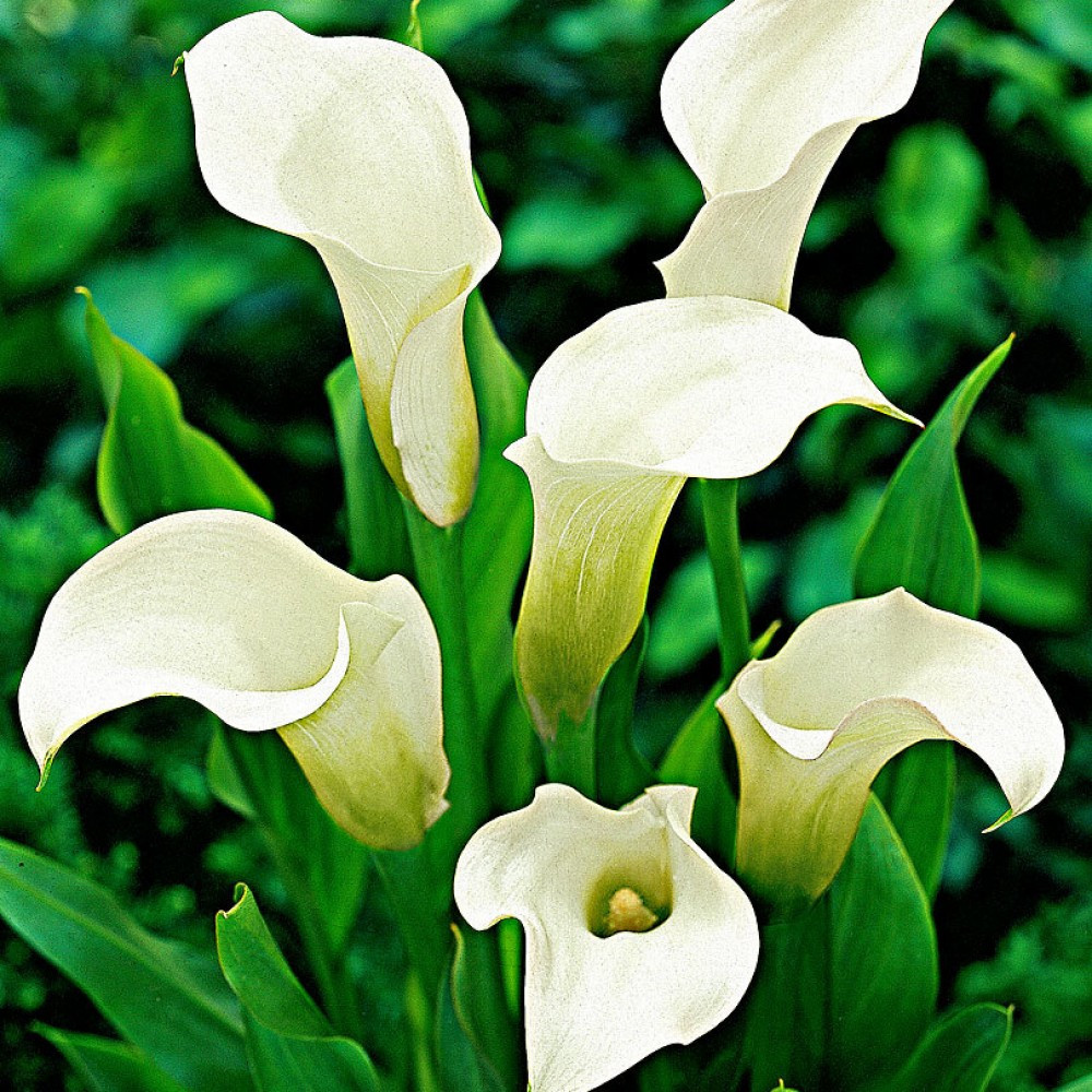 Калла Calgary (полуни), фото 1