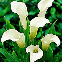 Калла Calgary (полуни)