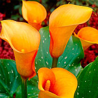 Калла San remo (полуниці)