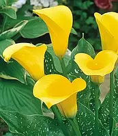 Калла Summer Sun (полуниці)