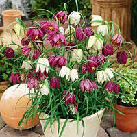 Фритлярія Meleagris Mix (луковиці)