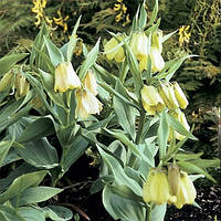 Фритлярія Pallidiflora (луковиці)