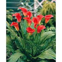 Калла Red Sox (бульби)