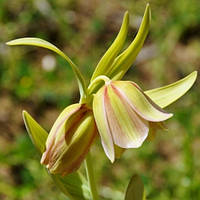 Фритлярія Pontica (луковиці)