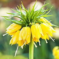 Фритлярія Maxima Lutea (луковиці)