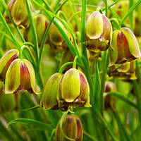 Фритлярія Acmopetala (луковиці)