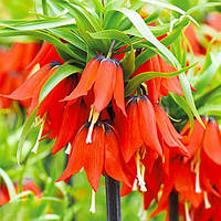 Фритиллярия Rubra Maxima (цибулини)