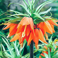 Фритлярія Imperialis Aurora (луковиці)