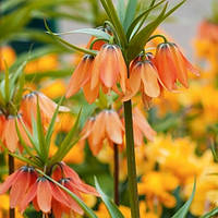 Фритлярія Imperialis Brahms (луковиці)