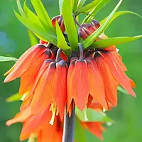 Фритлярія William Rex (луковиці)