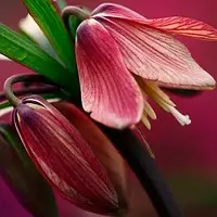 Фритиллярия Bach (цибулини)