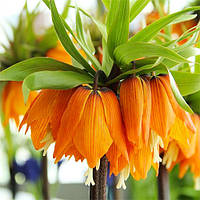 Фритлярія Imperialis Garland Star (луковиці)