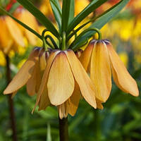 Фритиллярия Vivaldi (цибулини)