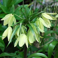 Фритлярія Raddeana (луковиці)