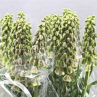 Фритлярія Persica Magic Bells (луковиці)