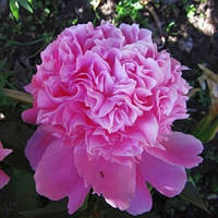 Півонія Олександр флемінг (кореневища)