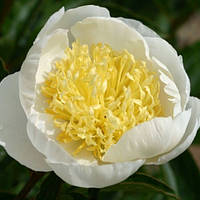 Півонія White Sands (кореневища)