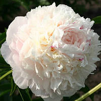 Півонія My Love (кореневища)