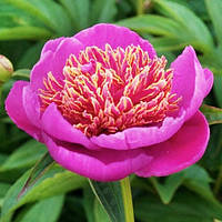 Півонія Neon (кореневища)