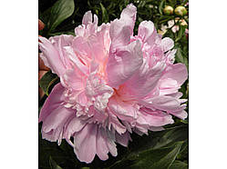 Півонія Альберт круз (кореневища)