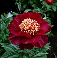 Півонія Акрон (кореневища)