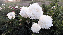 Півонія Амалія Олсон (кореневища)