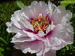 Півонія Кора Луїза (кореневища)