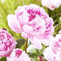 Півонія Sarah Bernhardt (кореневища)