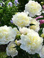 Півонія Дюшес де нейр (кореневища)