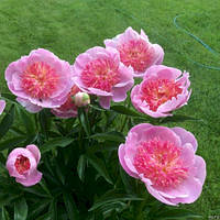 Півонія Перлинна розсип (кореневища)