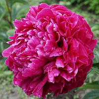 Півонія Антей (кореневища)