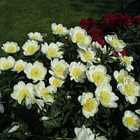 Півонія Лотус квін (кореневища)