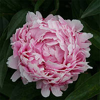 Півонія Lady Alexander Duff (кореневища)