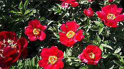 Півонія Blaze (кореневища)