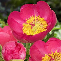 Півонія Ослі (кореневища, 2-3 точки росту)