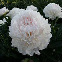 Півонія Касабланка (кореневища)