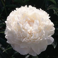 Півонія Флоренс бонд (кореневища)
