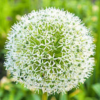 Аллиум Schubertii (цибулини)