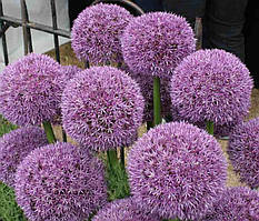 Аліум Pinball Wizard (луковиці)