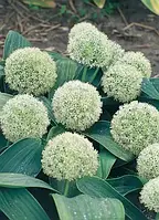 Аліум Ivory Queen (луковиці)