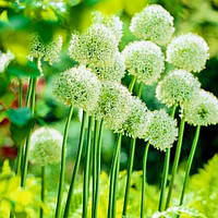 Аліум Mount Everest (луковиці)