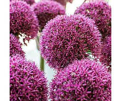 Аліум Ostara (луковиці)