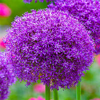 Аллиум His Excellency (цибулини)