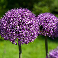 Аллиум Mars (цибулини)