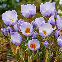 Крокус Flower Record (квіти в горщику)