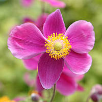 Анемона Splendens (сажники)