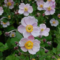 Анемона Richard Ahrens (сажі)