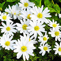 Анемона White Splendour (полуни)