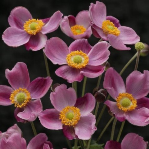 Анемона Pink Kiss (сажниці), фото 1