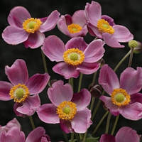 Анемона Pink Kiss (сажниці)